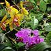 Phalaenopsis - Elan commun