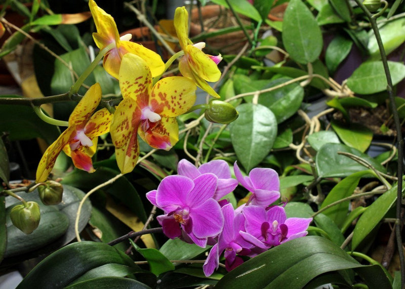 Phalaenopsis - Elan commun