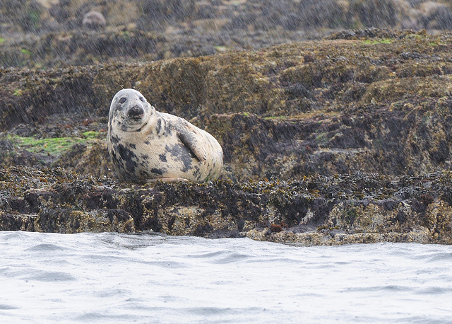 Grey Seal