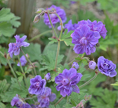 géranium himalayense 'Plenum' DSC 0398