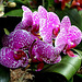 Phalaenopsis - Hybride 'Wild Thing'