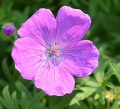 Geranium sanguineum DSC 0402