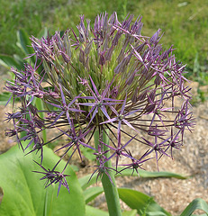 Allium DSC 0405