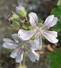 Geranium renardii DSC 0413