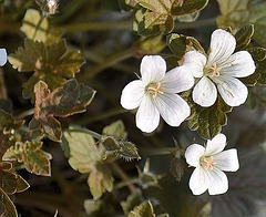 Geranium 'sanne' DSC 0415