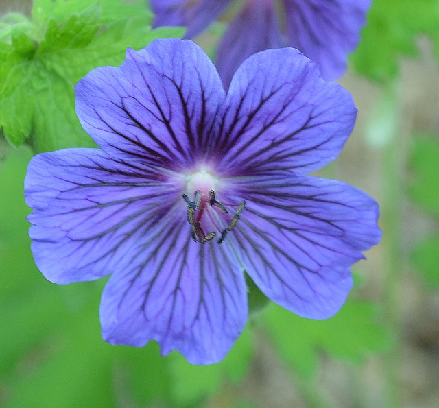 Geranium ibericum 'vital' DSC 0426