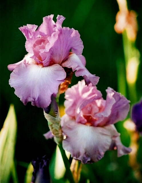 Iris Mallow Dramatic