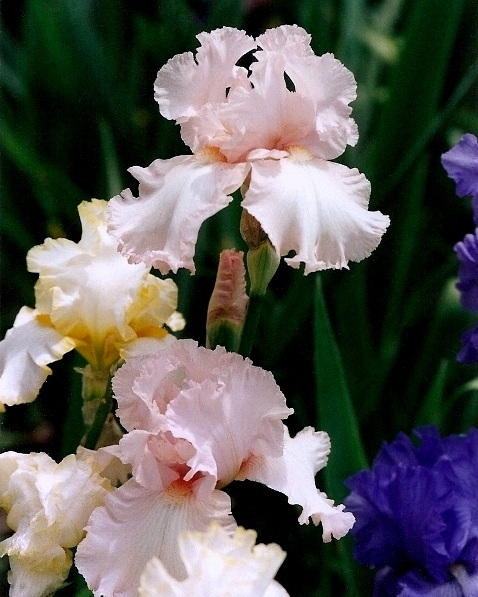Iris Play Girl