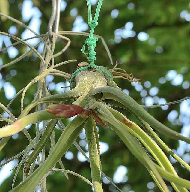 Tillandsia DSC 0440