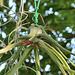 Tillandsia DSC 0440