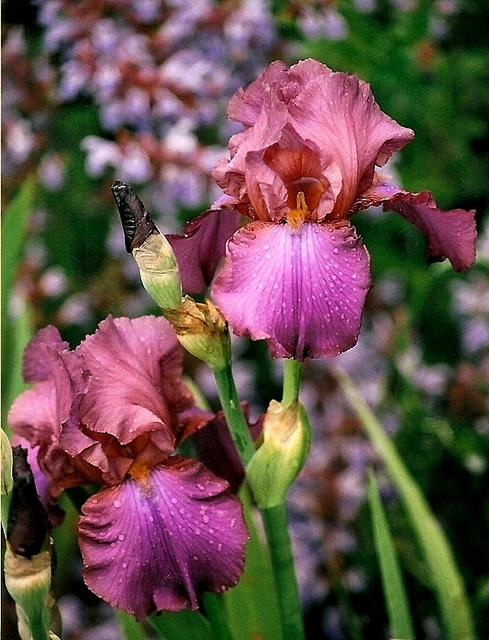 Iris Cranberry Ice