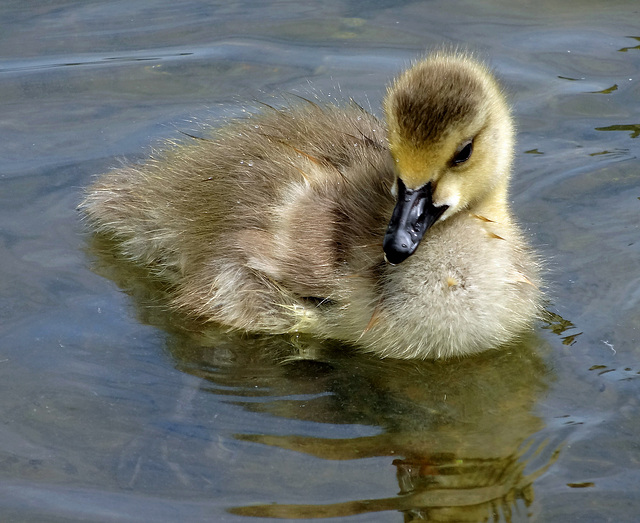 Gosling