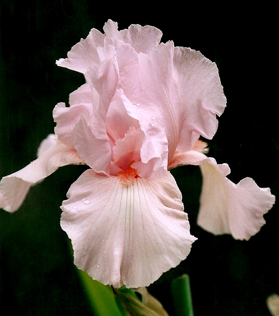 Iris Vanity