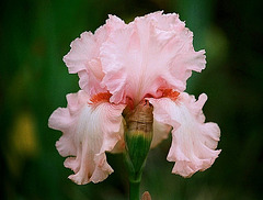 Iris Pink Swan