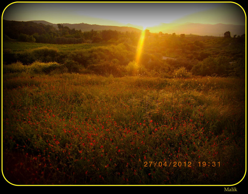 fleurs sauvages..!