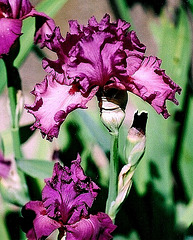 Iris Ambroisie