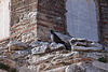 20120319 8012RAw [TR] Selcuk, Moschee Isa Bey, Dohle