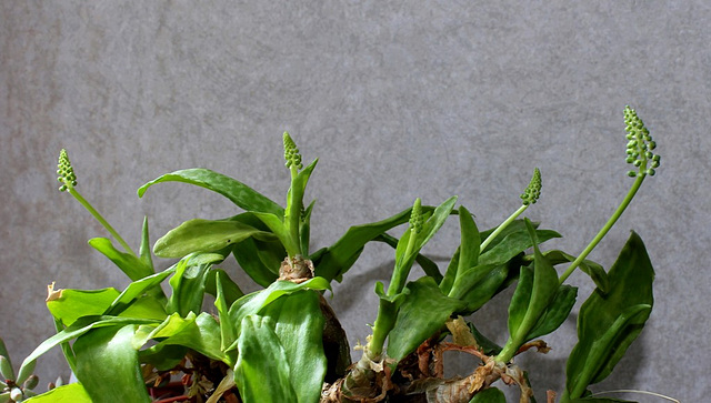 Scilla - Ledebouria socialis