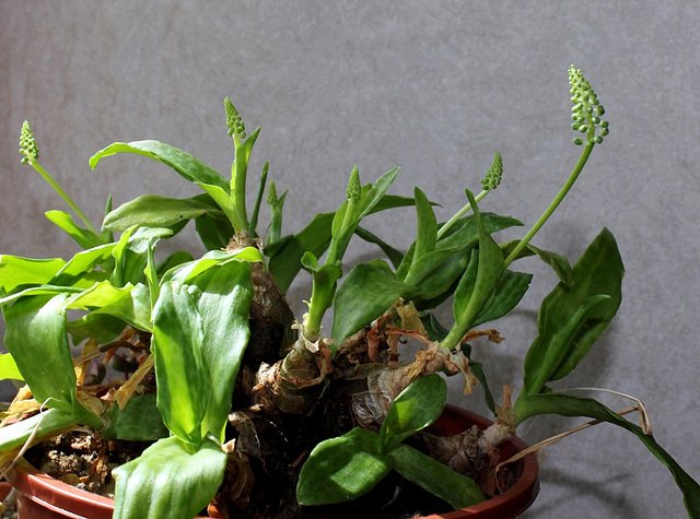 Scilla - Ledebouria socialis (2) Scilla - Ledebouria socialis (2)
