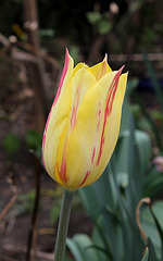 Tulipe Blushing Beauty (8)
