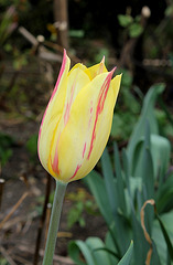 Tulipe Blushing Beauty (9)