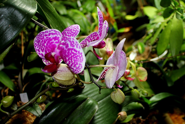 Phalaenopsis 'Wild thing' (2)