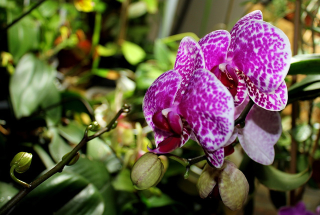 Phalaenopsis 'Wild thing'