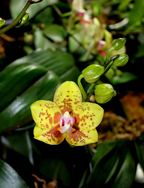 Phalaenopsis hybride (2)