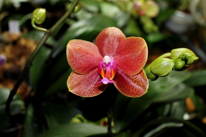 Phalaenopsis hybride ' Athene parfume '