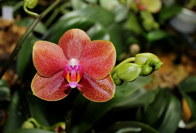 Phalaenopsis hybride ' Athene Parfume '