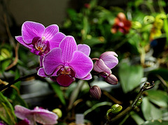 Doritenopsis Doritenopsis