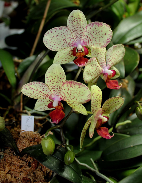 Phalaenopsis hybride 'Rigoletto'