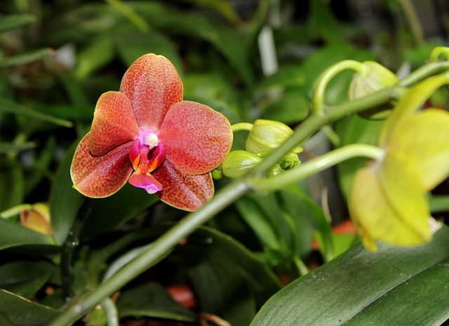 Phalaenopsis hybride  (2)