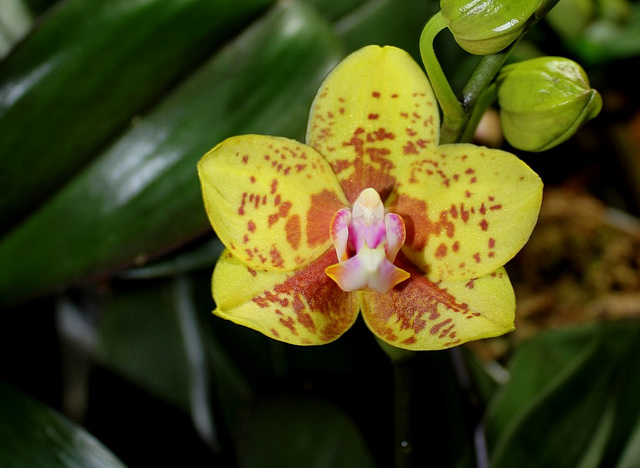 Phalaenopsis hybride