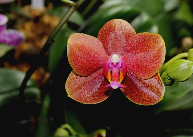 Phalaenopsis hybride' Athene Parfume'