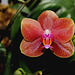 Phalaenopsis hybride' Athene Parfume'
