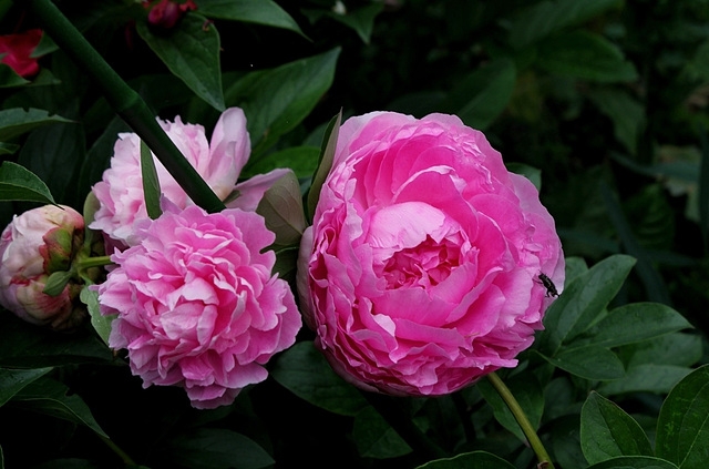 Pivoine Blanche King (2)