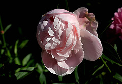 Pivoine Marie Crousse