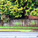 Fence and Trees.