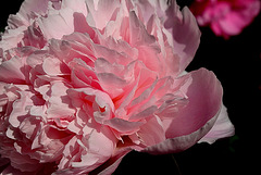 Pivoine Marie Crousse (3)