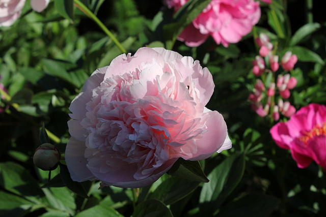 Pivoine Marie Crousse (6)