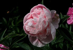 Pivoine Marie Crousse (5)