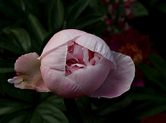 Pivoine Marie Crousse (4)