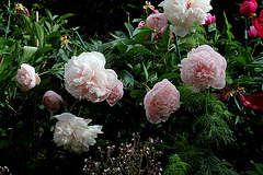 Pivoine Marie Crousse (10)