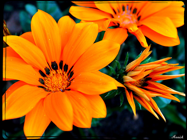 COSMOS ORANGE***