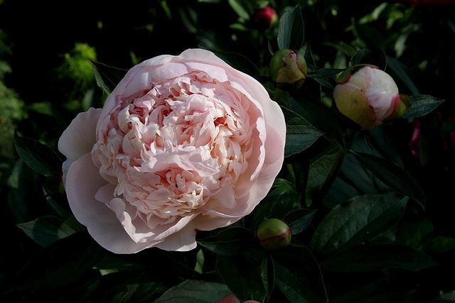 Pivoine à identifier