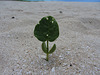 Schatten am Strand für ....