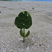 Schatten am Strand für ....