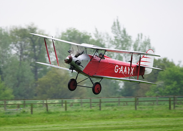 Southern Martlet