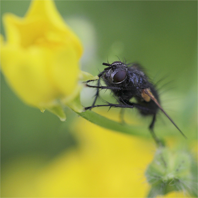 Faire mouche